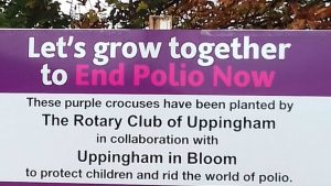 The Rotary and Uppingham in Bloom planting crocus bulbs for the End Polio Now campaign.